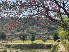 -福建土楼（华安）旅游区•大地土楼群
