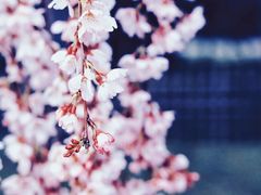 -京都御所