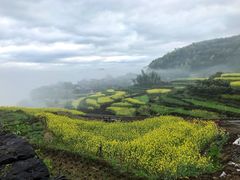 -桑洲油菜花景区