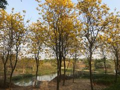 -天适樱花悠乐园