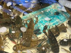 -川骄海鲜自助(亚运村店)
