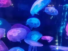 -泉城欧乐堡海洋极地世界