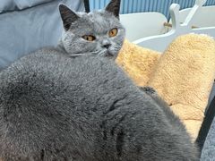 -1013 PET SHOP 宠物商店(近铁城市广场店)