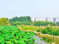 -大兴滨河森林公园