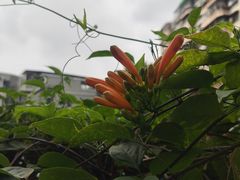 -荔湾湖公园