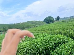 -龙坞茶村