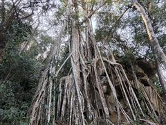 -中国科学院西双版纳热带植物园