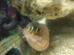 -北戴河圣蓝海洋公园