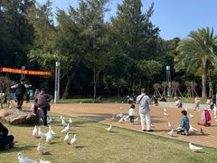 -野狸岛