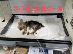 -宠颐生中康贝怡动物医院