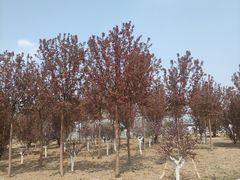 -甜心庄园·甜心草莓采摘园(西青中北店)