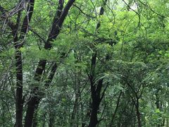 -枫花园汽车电影院(朝阳公园店)