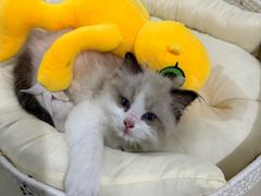 -唐小姐の猫狗洗护·购宠旗舰店(周浦万达店)