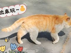 -枫花园汽车电影院(朝阳公园店)