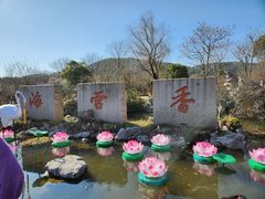 -香雪海