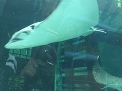 -悉尼海洋生物水族馆