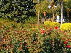 -亚龙湾国际玫瑰谷