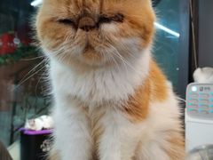 -more than meow吴止猫主题餐厅(承德 中船汇店)