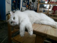 android_upload_pic-Anne猫窝咖啡屋