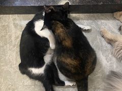 -创凡宠物医院·骨专科  猫科中心(西乡分院)