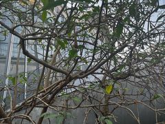 -正佳雨林生态植物园