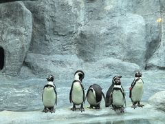 -合肥野生动物园