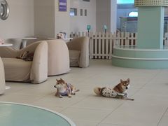 -怪兽屋·羊驼·猫咖·狗咖(俊华广场店)