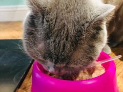 -猫小院猫主题餐厅(三里屯店)