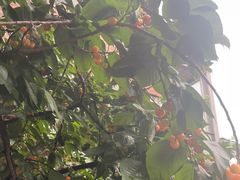 -云里小坐·小院里·团建·宴请·下午茶(三圣乡店)
