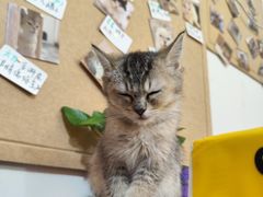 -楼上猫咖(罗湖店)