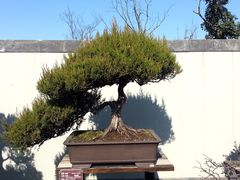 -盆景园(扬州大运河文化旅游度假区)