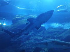-迪拜水族馆及水下动物园