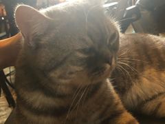 -猫猫幼稚园·撸猫·桌游·电玩