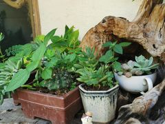 -石舍洒秀咖啡馆
