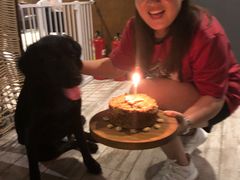 -百好乐宠物友好餐厅(朝外大街店)