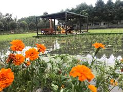 -洪湖家庭农场·团建·露营·会议
