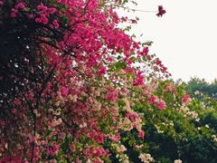 -攀枝花公园