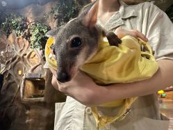 -Zoolung Zoolung动物主题公园(海信广场店)