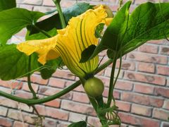 -万源龙顺度假庄园生态观光园