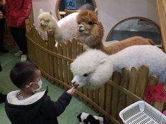 -藦茜花园宠物主题亲子互动体验馆(国顺东路店)