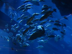 -迪拜水族馆及水下动物园