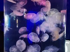 -青岛海底世界-水族馆