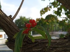 -燕郊植物园