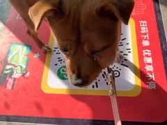 -安安宠医·安宠宠物医院