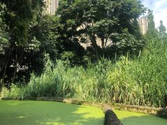 -成都市活水公园
