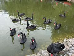 -静之湖湖畔餐厅