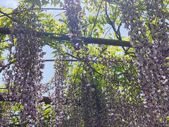 -嘉定紫藤园