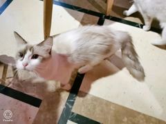 -猫色咖啡·猫咖