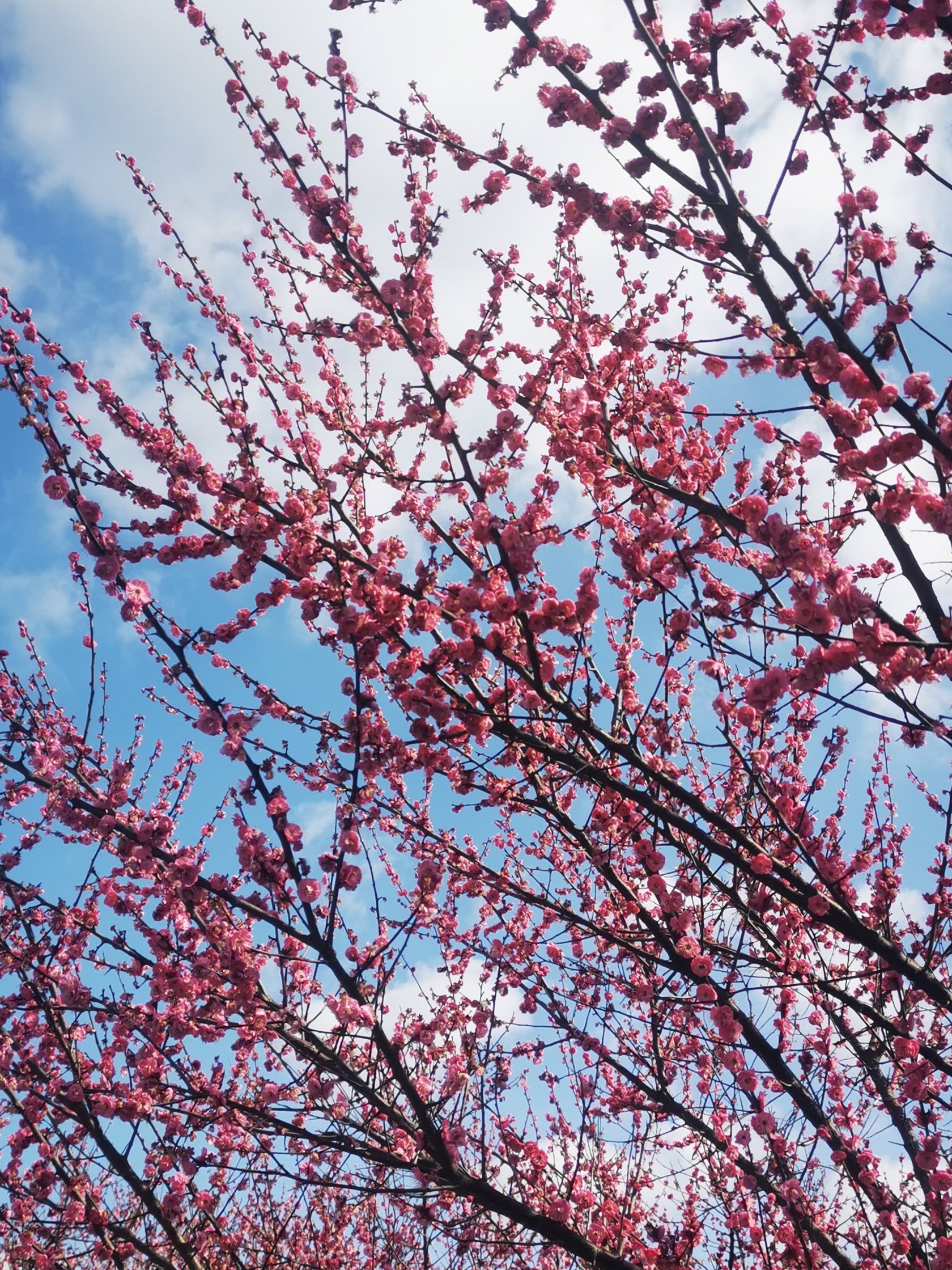 镇海永旺村梅花图片