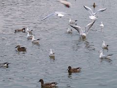 -深圳湾公园(南山区)